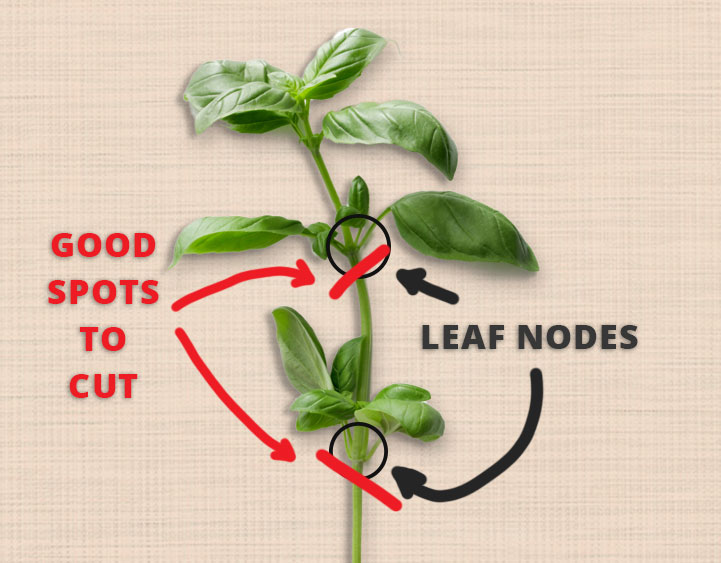 cut the basil stem under an angle just below the leaf nodes, this picture show the ideal spots