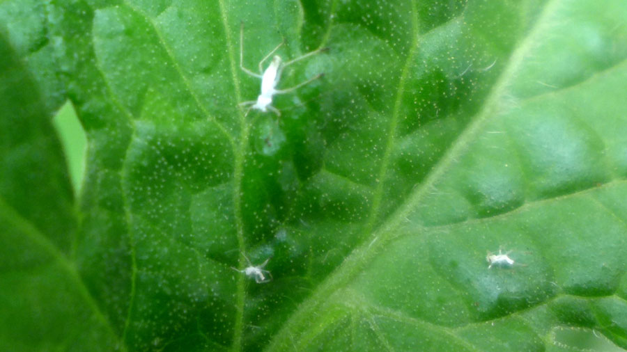 white-aphid-skin-exoskeleton on green plant, how to get rid of aphids