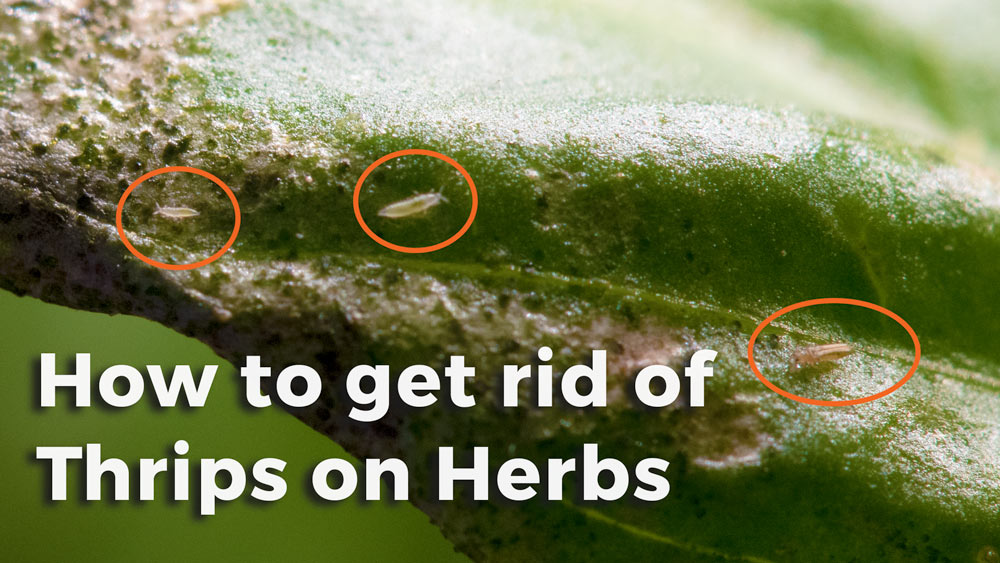 how to get rid of thrips on herbs, three thirds on my basil plant