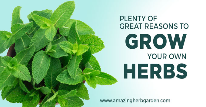 5 great reasons to grow your own herbs herb garden guide