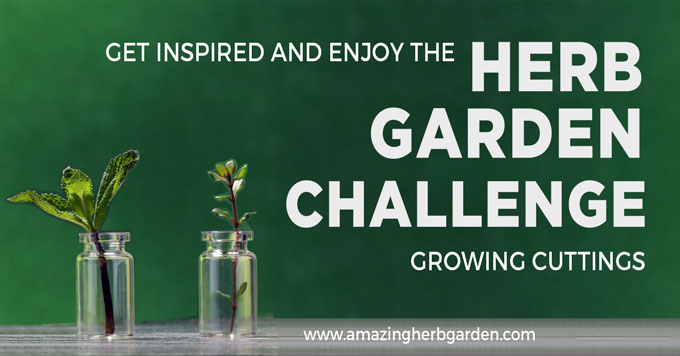 join the herb garden challenge growing cuttings