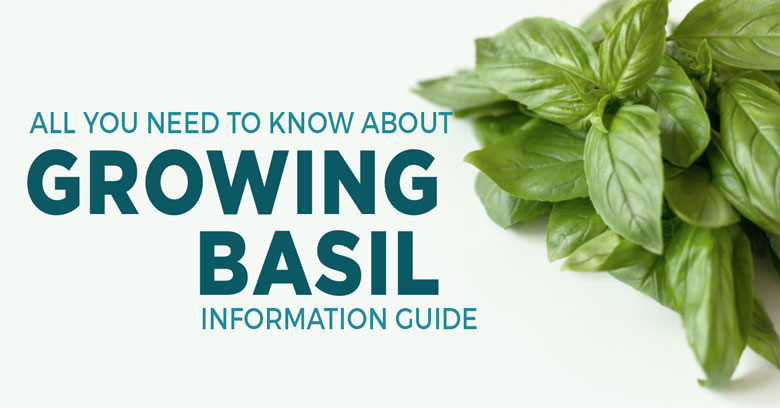 All you need to know about growing basil information guide