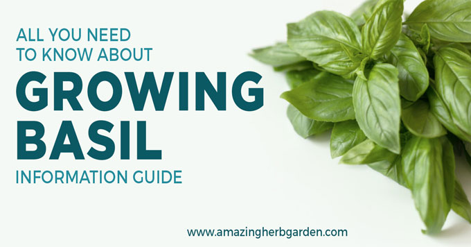 All you need to know about growing basil information guide