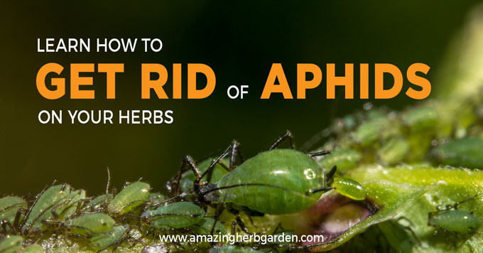 Get rid shop of aphids