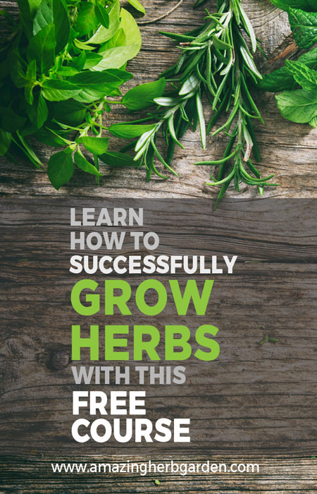 Free online course - learn how to successfully grow herbs