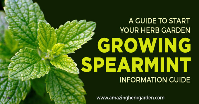 start your herb garden with growing herbs spearmint