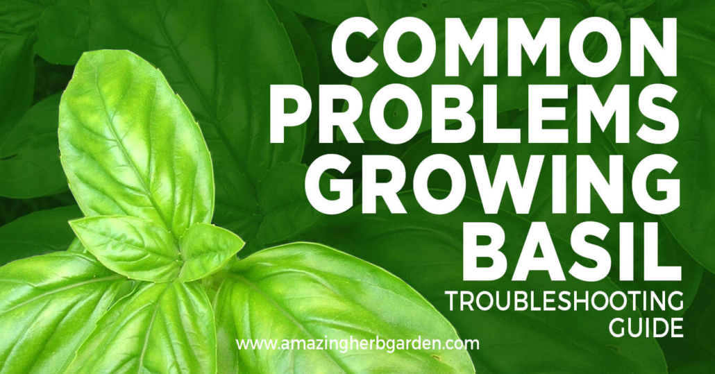 common problems growing basil a troubleshooting guide