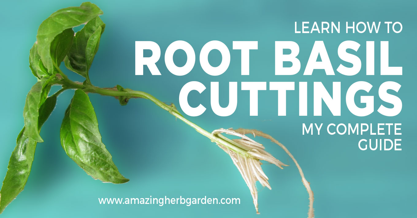 root basil cuttings - learn how to grow basil from cuttings my complete guide