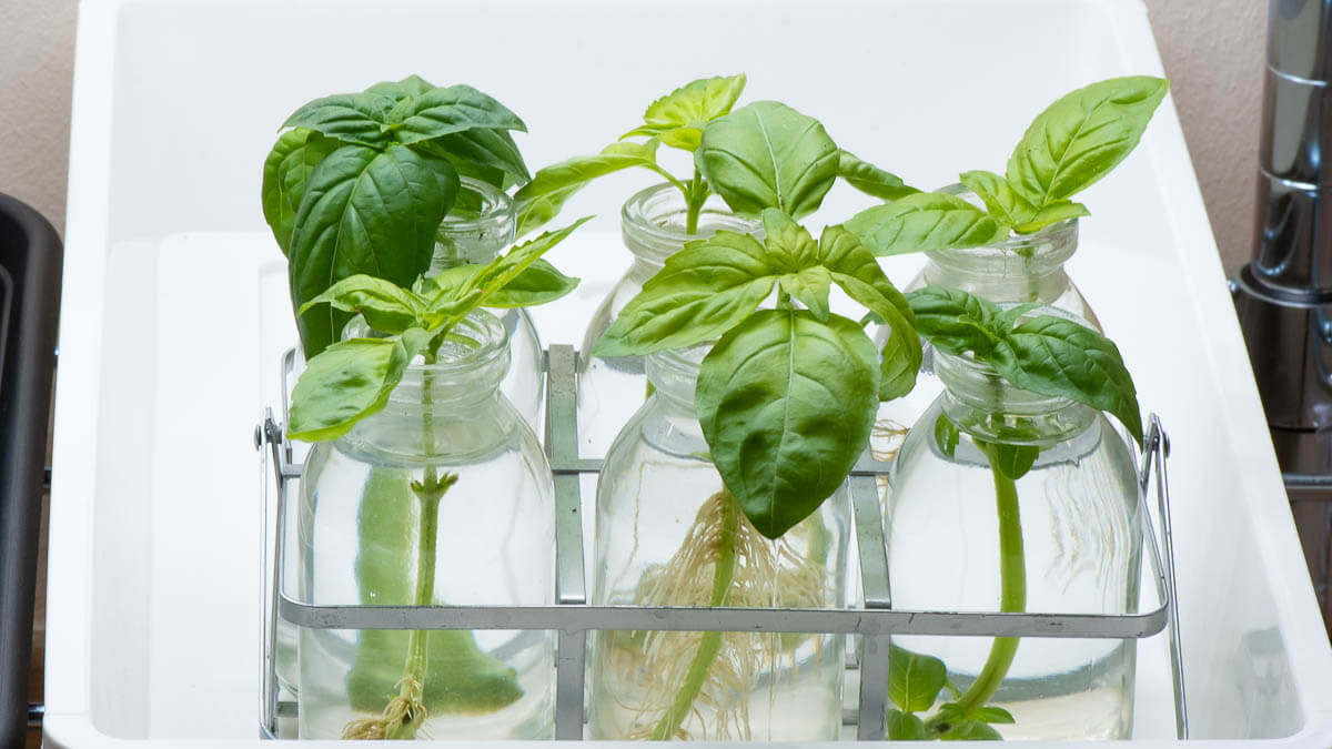 rooting basil curing in water in small glass jars