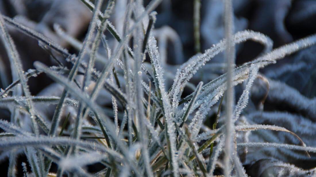 what herbs can survive winter cold and how to protect herbs form winter a guide to grow herbs in winter