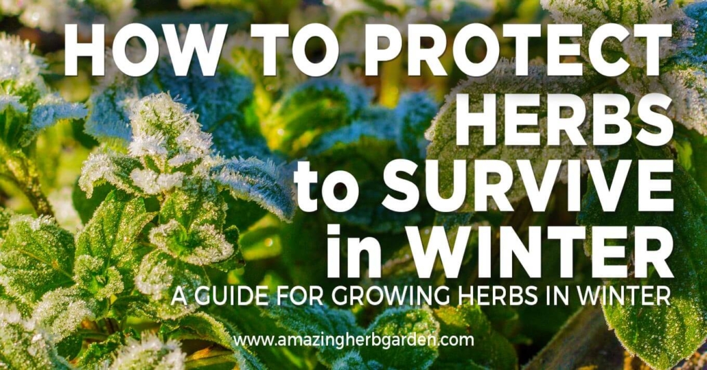 How to Protect Herbs from the cold and help them Survive in Winter. A guide for growing herbs in winter