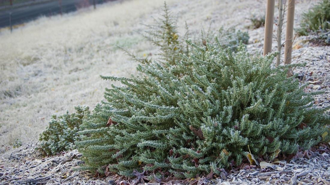 how-to-protect-herbs-from-cold-in-winter-evergreen-herb