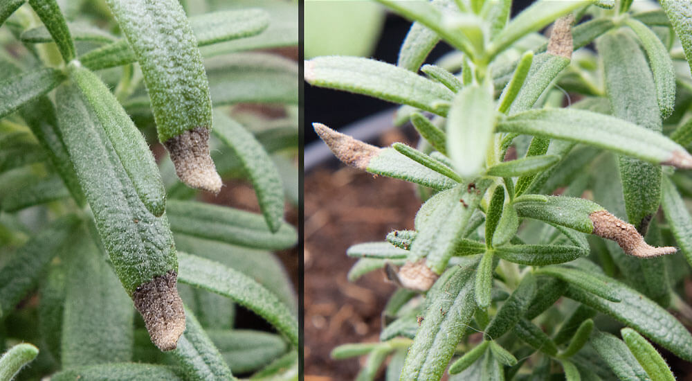 How To Revive Rosemary Plant With Brown Leaves at Robert Hou blog
