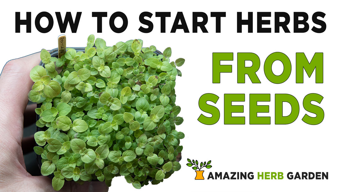 seed starting herbs tutorial video how to sow seeds