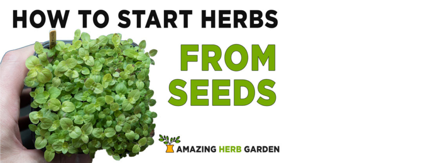 article about how to start growing herbs from sowing seeds for th eindoor herb garden
