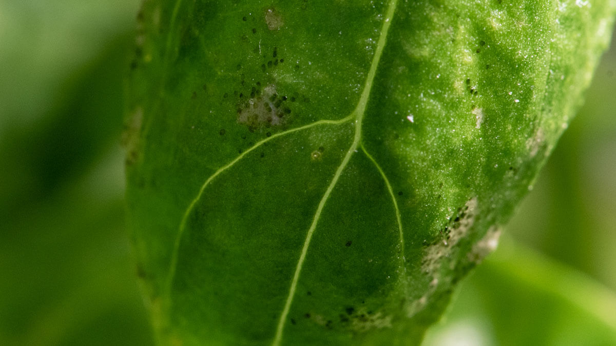 small black spots on basil leave caused by faces of thrips and insects