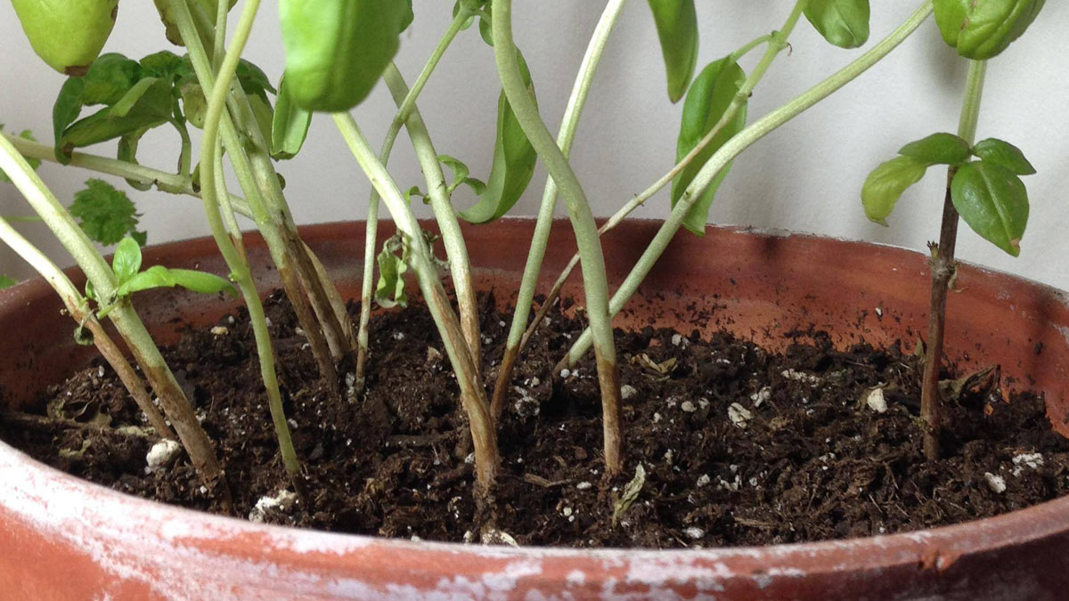 damaged basil stem colour brown rot from fusarium fungal disease