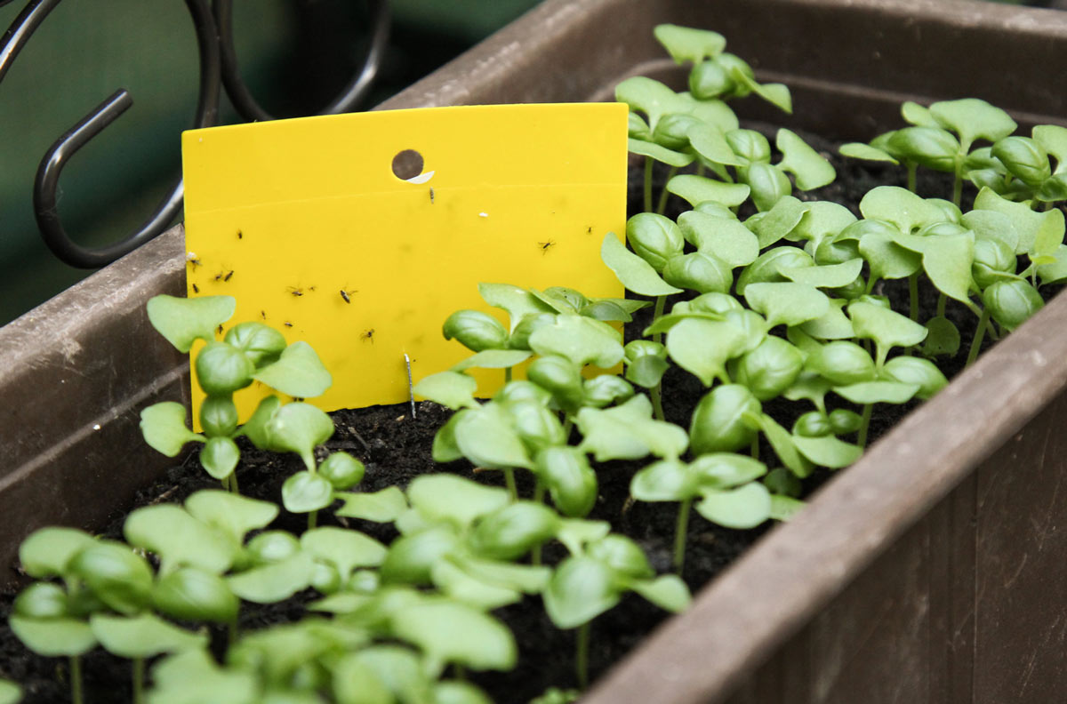 How to Get Rid of Fungus Gnats in My Plants - Growing Joy with Maria