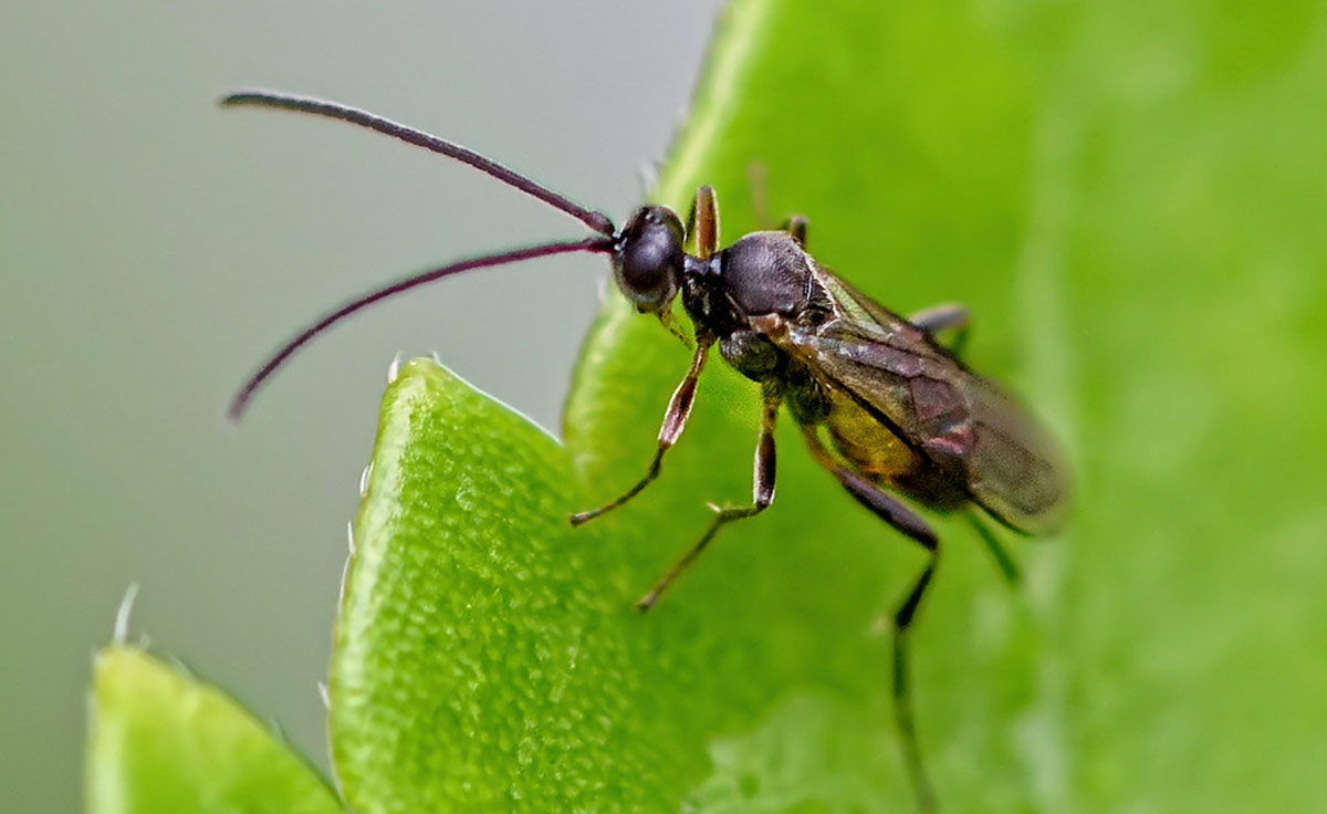 Getting Rid Of The Fungus Gnats Among Us - Good Earth Plants