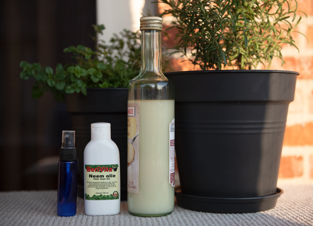 neem oil solution spray ready for treating powdery mildew