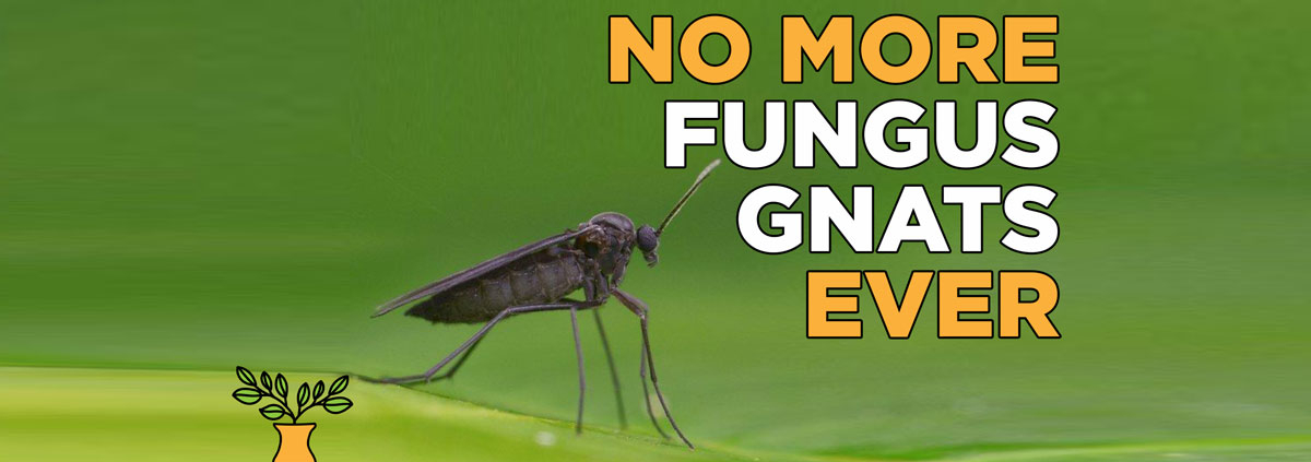 how to avoid fungus gnats in the herb garden plants and sterilise your potting soil mix tutorial guide