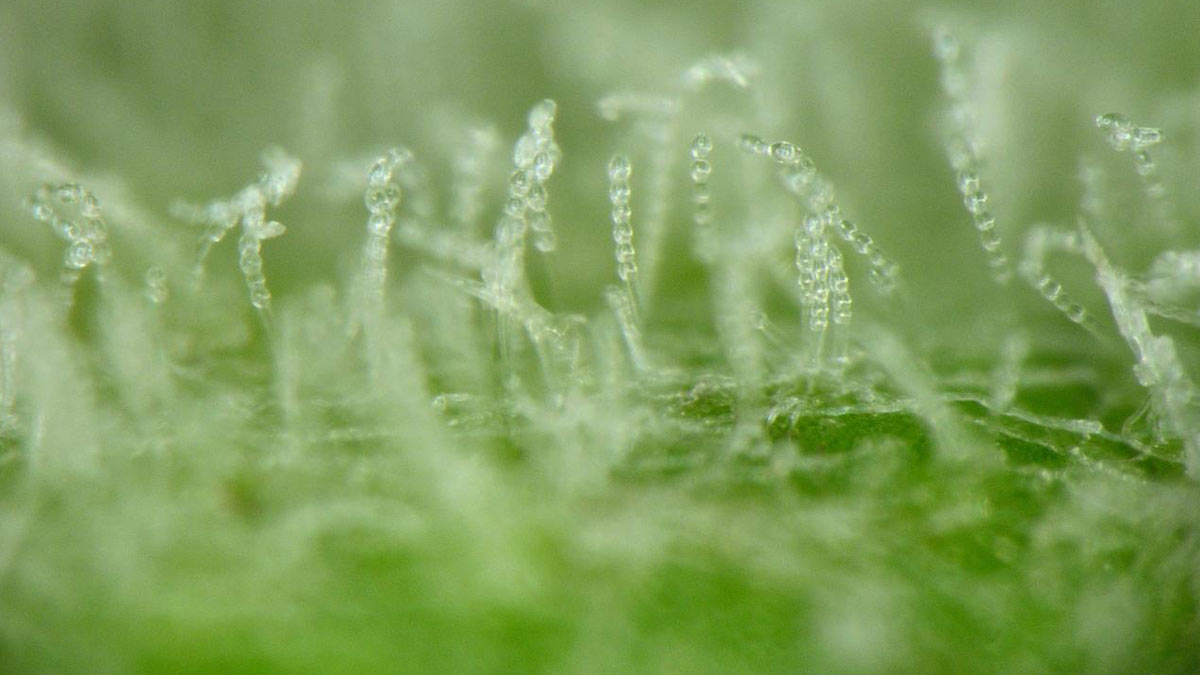 close up of the spores of powdery mildew on plants and herbs