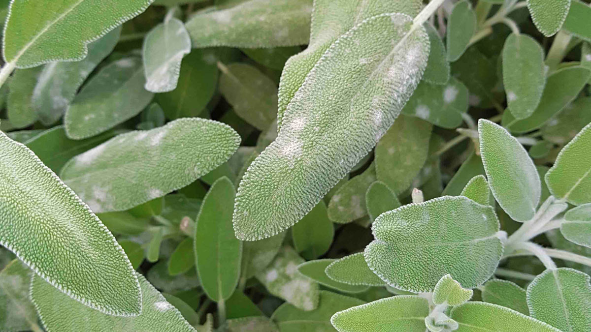 how to get rid of powdery mildew on plants and herbs and sage rosemary or basil