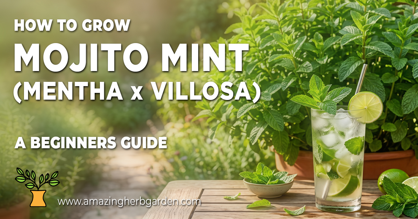 How-to-grow-Mojito-mint-guide-2 A tall mojito drink with fresh mint, lime and ice on a garden table, with mint growing behind — Amazing Herb Garden