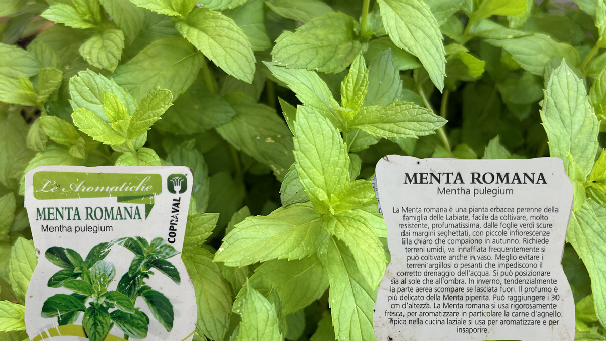 Menta-romana-pulegium Mentha pulegium