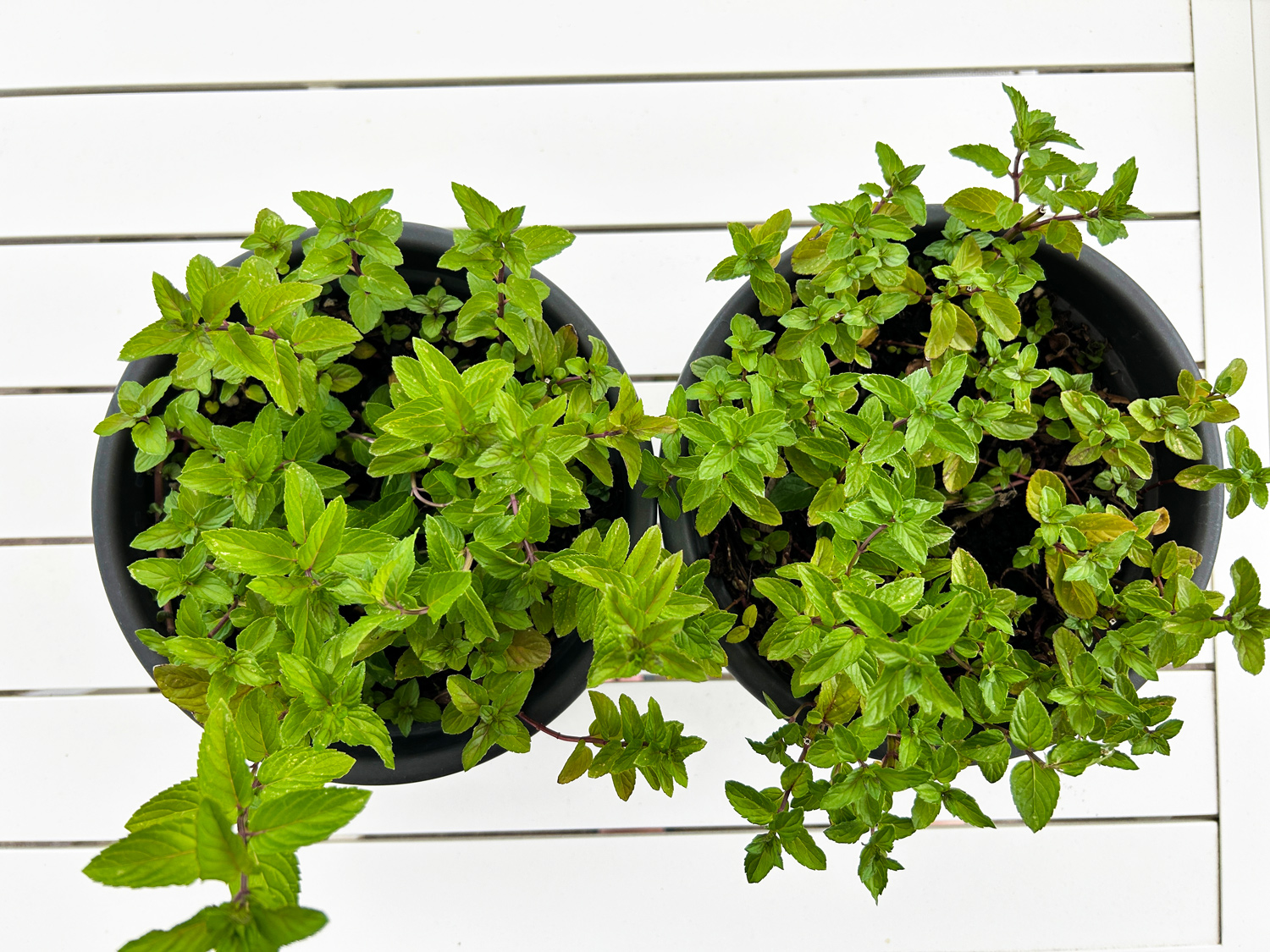 Two chocolate mint plants growing in black pots on a white garden table