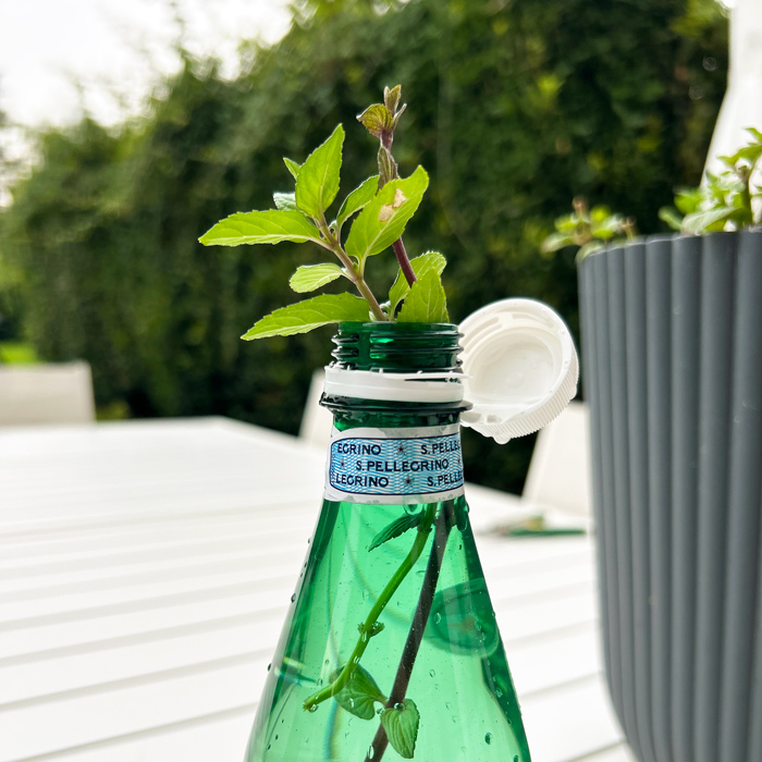 chocolate mint propagation -horizontal runner and cutting in water bottle