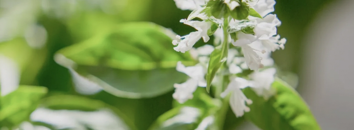 Basil plant with flower buds forming at the top, ready to be pinched off.