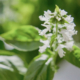 Basil plant with flower buds forming at the top, ready to be pinched off.