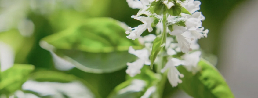 Basil plant with flower buds forming at the top, ready to be pinched off.