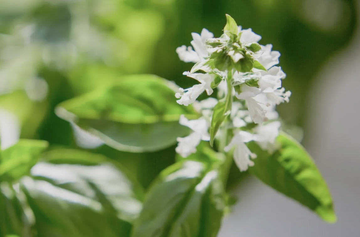 Basil plant with flower buds forming at the top, ready to be pinched off.