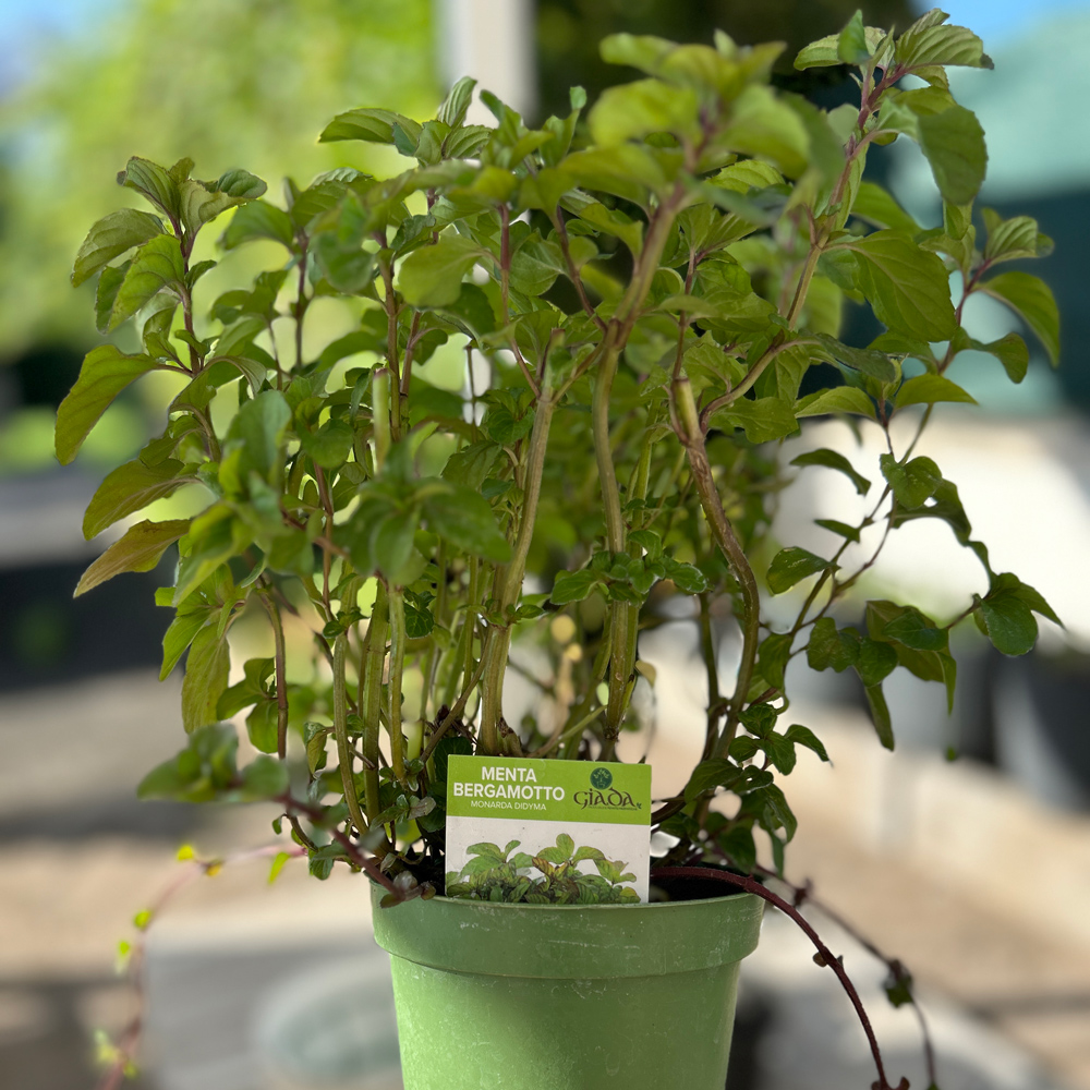 new pot of mint?