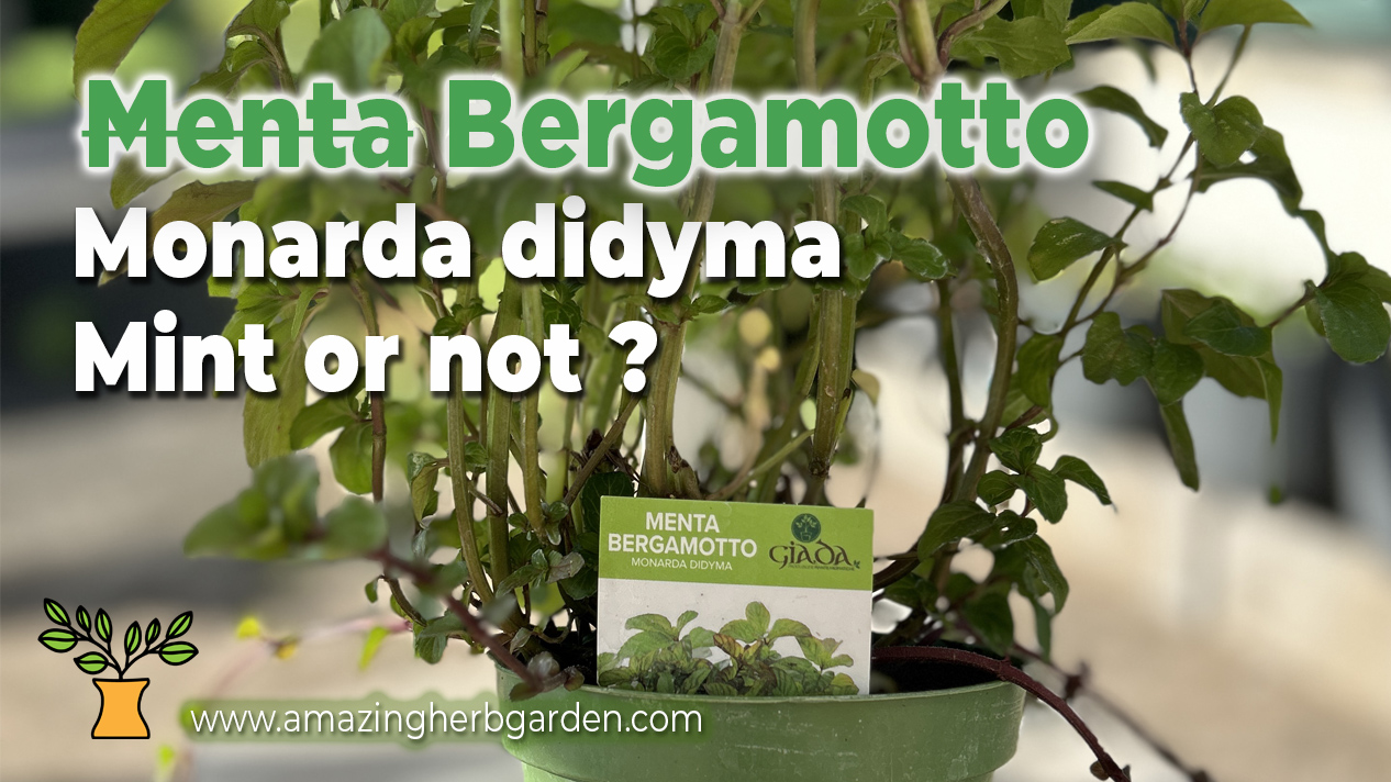 Menta Bergamotto" Isn't Actually Mint — Here's What It Really Is