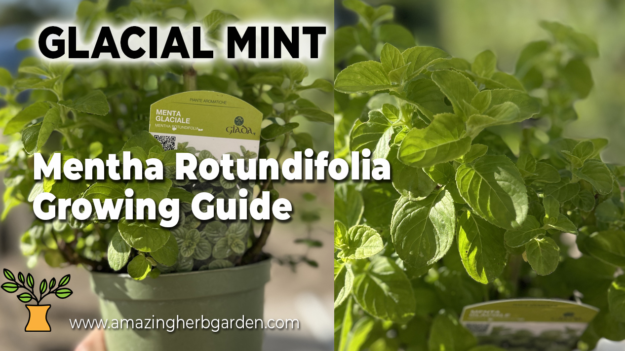 Glacial Mint Growing guide