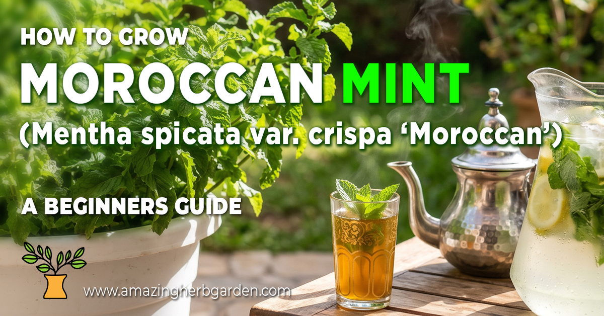 fresh Moroccan mint growing in a pot beside a traditional Moroccan tea glass and silver teapot, with a jug of mint-infused lemonade