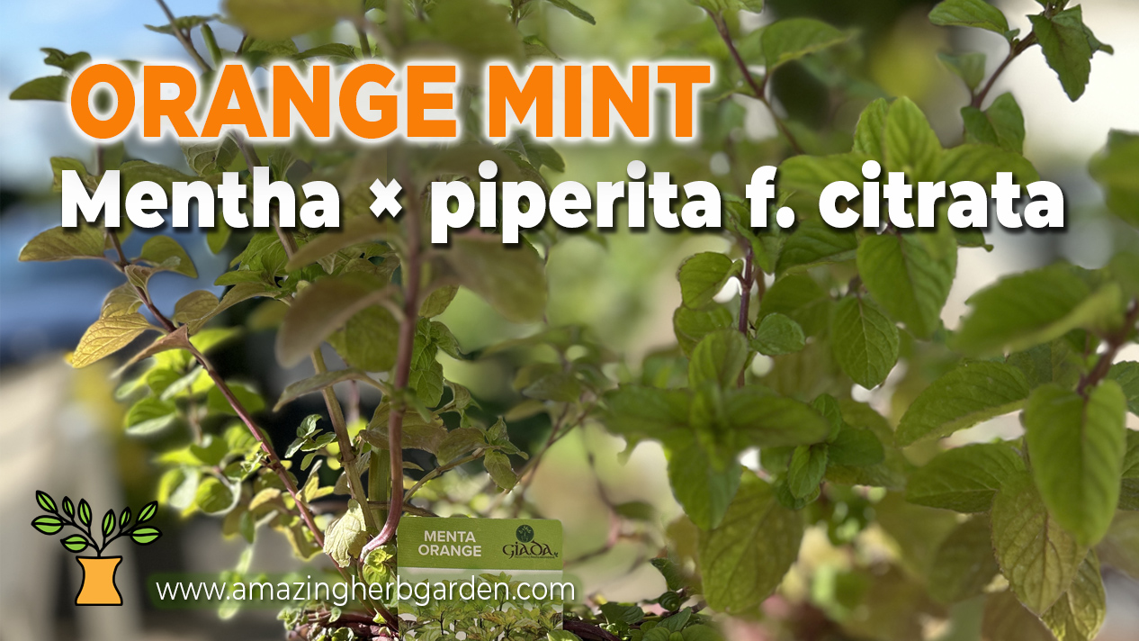 Orange-Mint what to know about orange mint - Mentha × piperita f. citrata