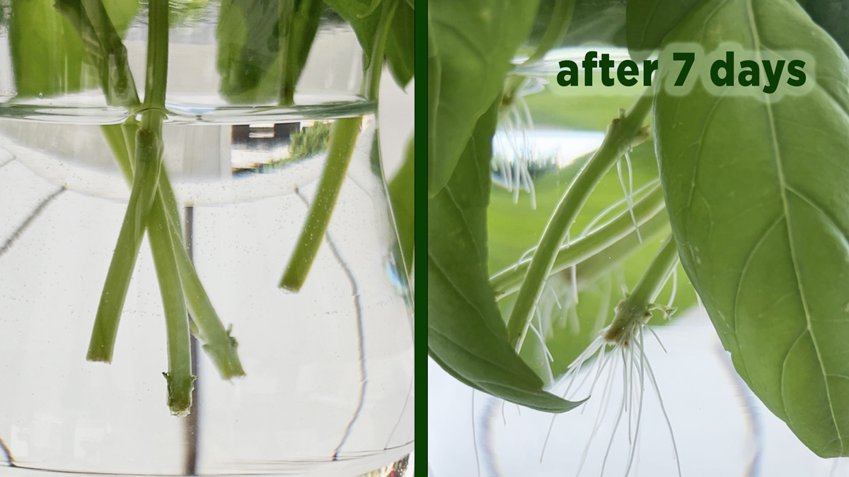 basil cutting roots growing after 7 days