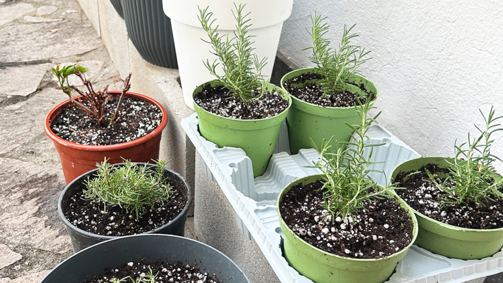 fresh rosemary cuttiings potted in best soil mix with compost and perlite