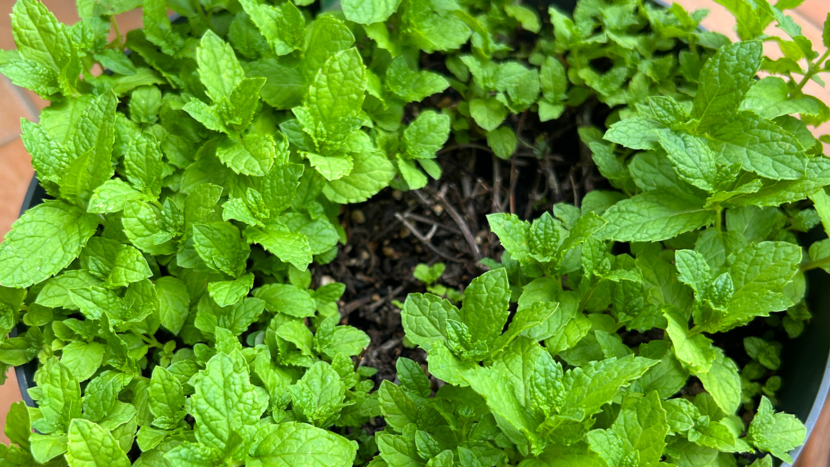 fresh moroccan mint leaves ready for tea or infused lemonade