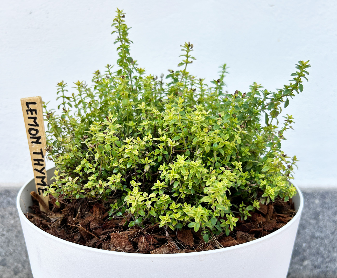 Lemon Thyme in pot