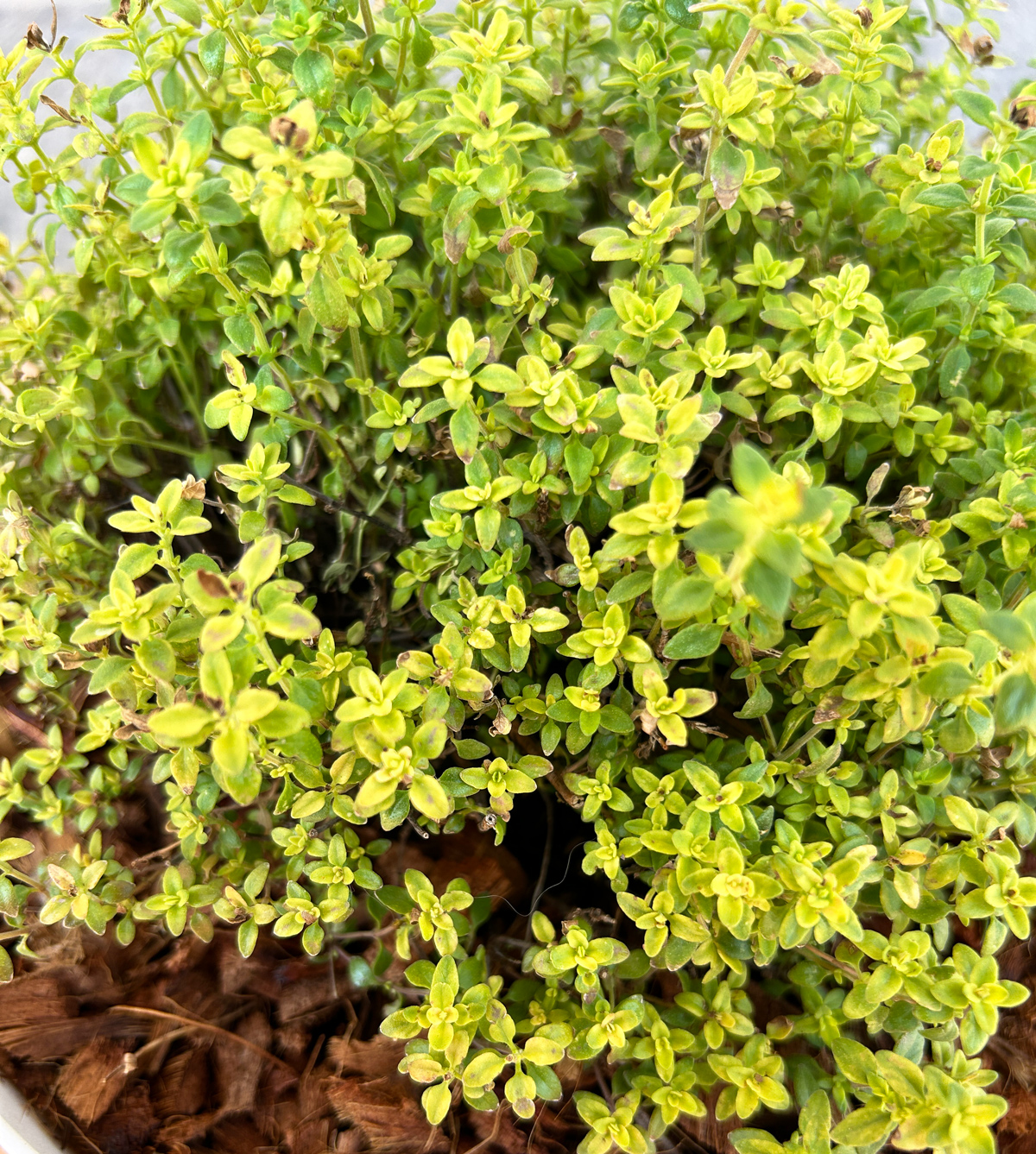 close up leaves of Lemon Thyme in pot