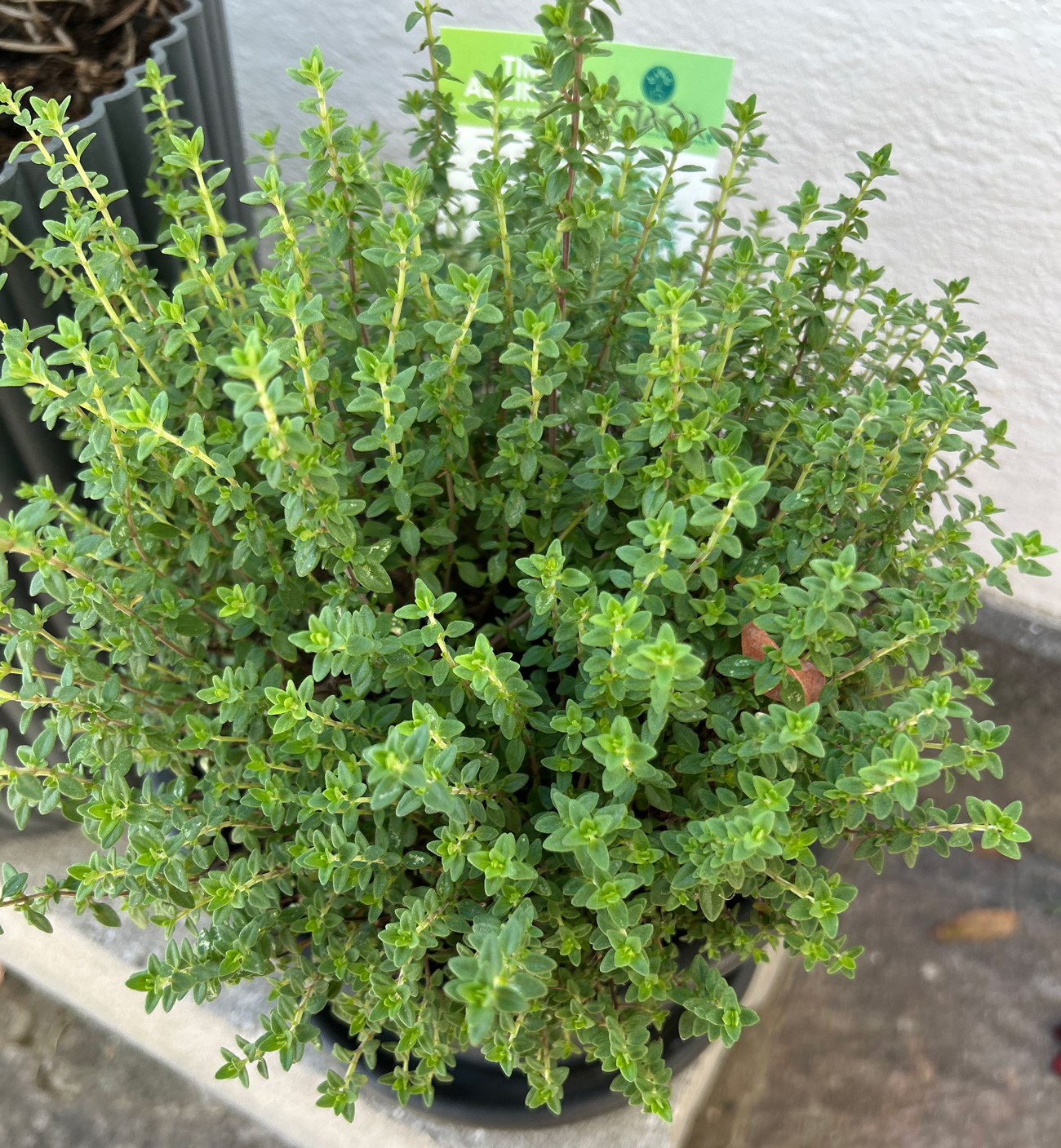 Fresh Lemon Thyme from the gardenshop