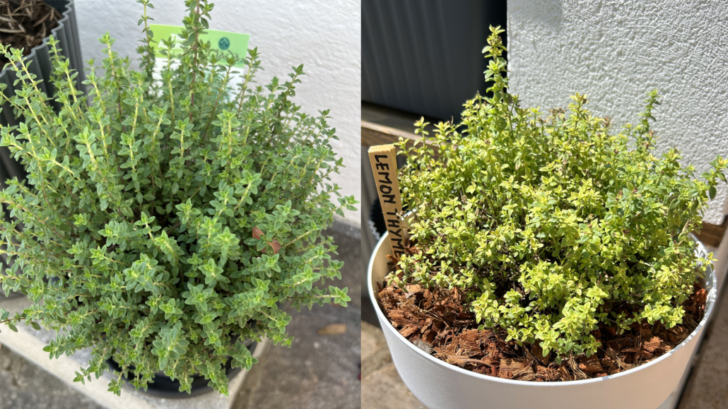 2 lemon thyme in pots ; one before pruning and second after
