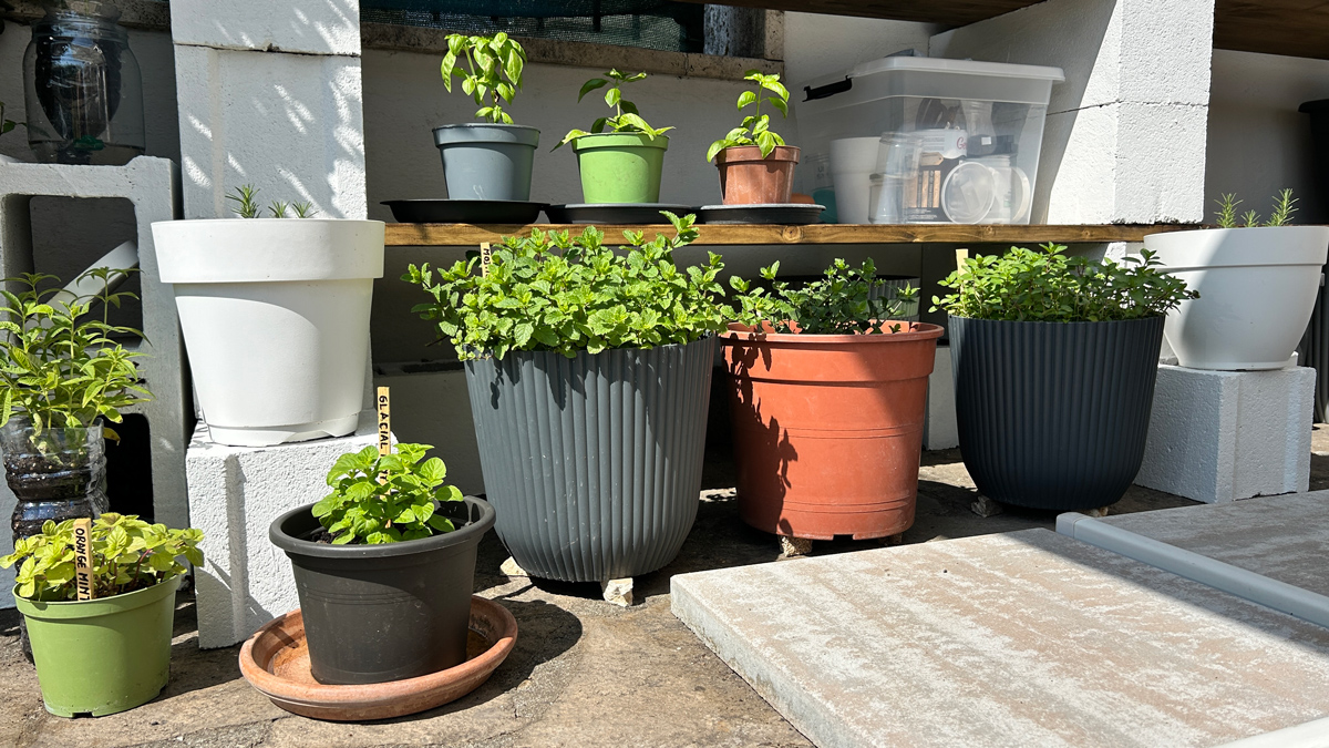 protecting-pots-from-extreme-summer-heat-3