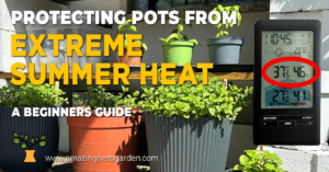 protecting-pots-from-extreme-summer-heat my herb garden pots protected from the heat