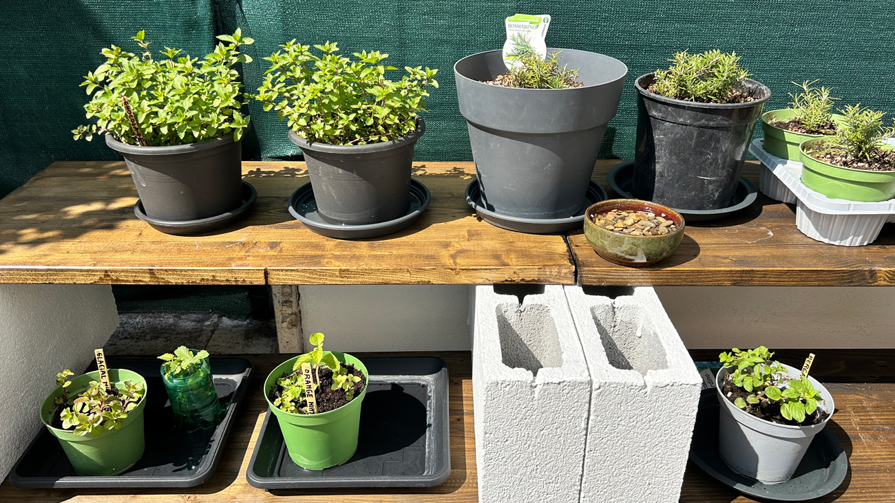 protecting-pots-from-extreme-summer-heat-4